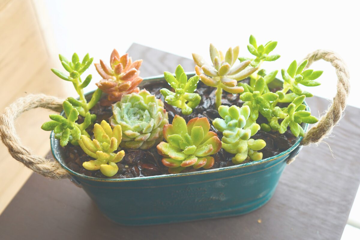 多肉植物の寄せ植えワークショップを開きました