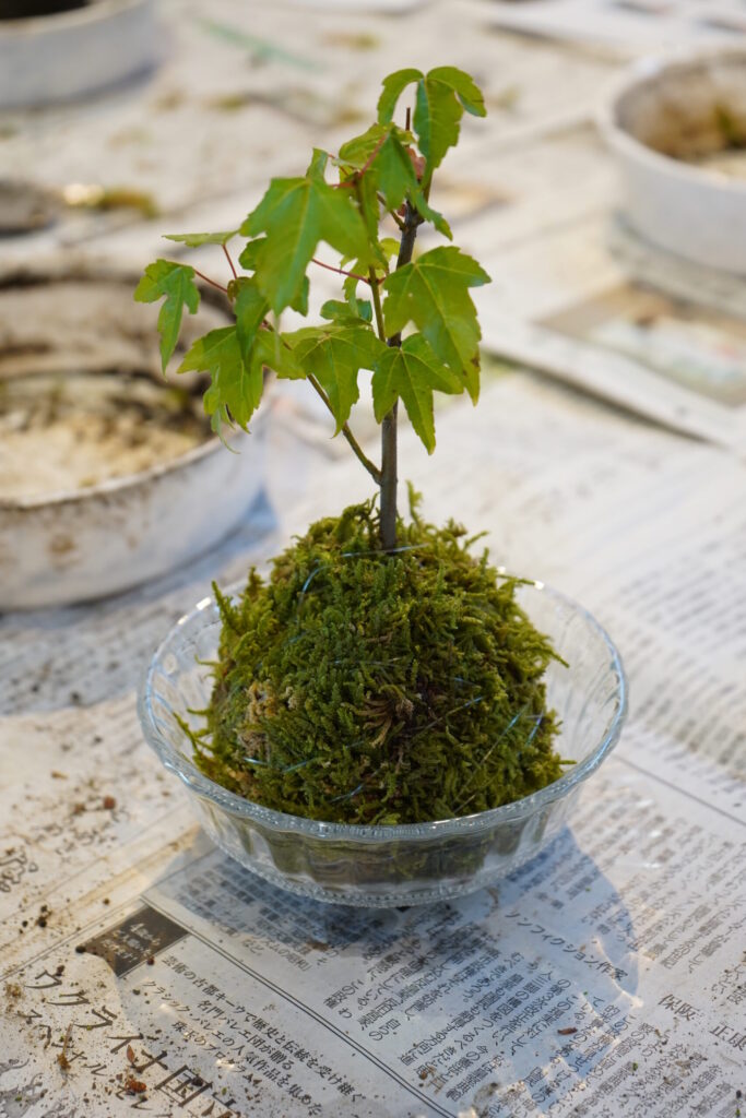 【開催報告】苔玉づくりワークショップを開催しました🌿 dsc04682
