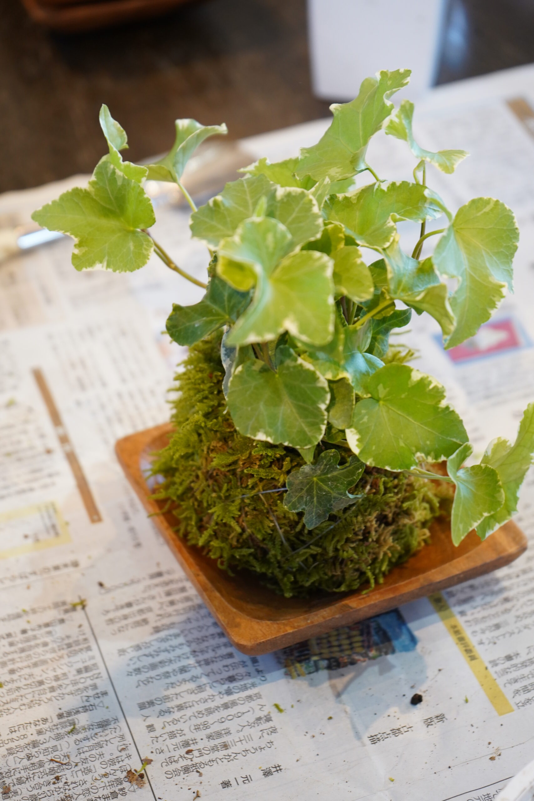 【開催報告】苔玉づくりワークショップを開催しました🌿