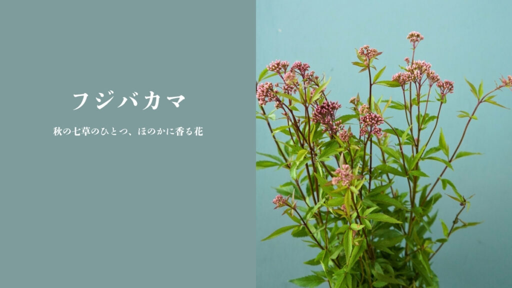 2026 09 28 フジバカマ hp